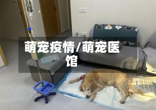 萌宠疫情/萌宠医馆-第2张图片